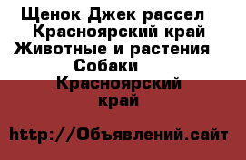 Щенок Джек рассел - Красноярский край Животные и растения » Собаки   . Красноярский край